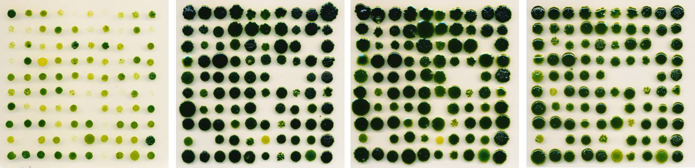 Multiple spots of Chlamydomonas reinhardtii cells on agar plates